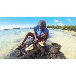 Rogers Hospitality se rallie à la saison de fermeture du poulpe pour la préservation marine